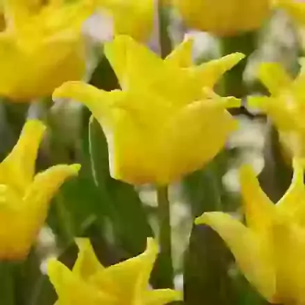 Yellow Crown